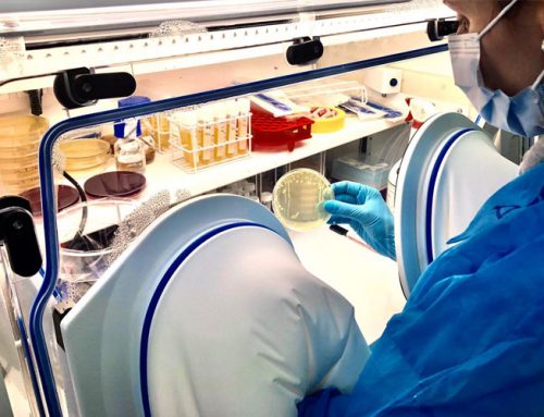 Microviable Therapeutics anuncia finalización de ensayos preclínicos del producto Microbiota Humana Purificada (Human Purified Microbiota, HPMTM)